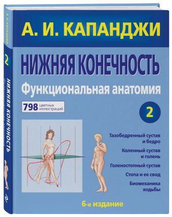 Нижняя конечность: Функциональная анатомия Нижняя конечность: Функциональная анатомия Капанджи А.И.