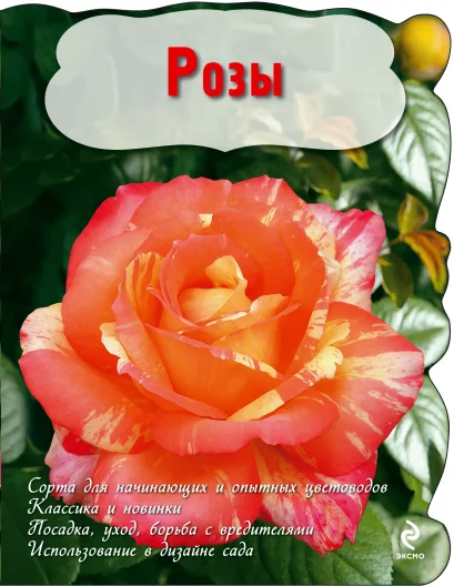 Обложка Розы 