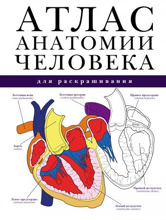 Атлас анатомии человека для раскрашивания Атлас анатомии человека для раскрашивания Абрахамс П.