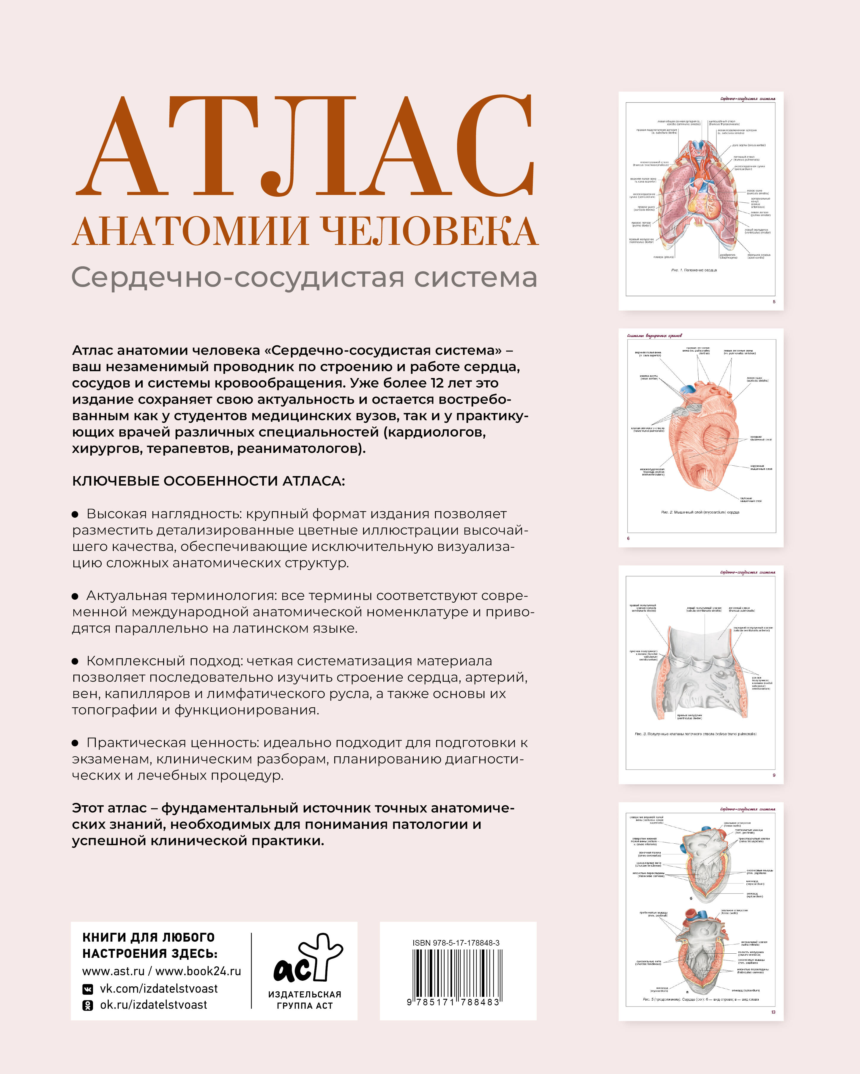 Атлас анатомии человека. Сердечно-сосудистая система
