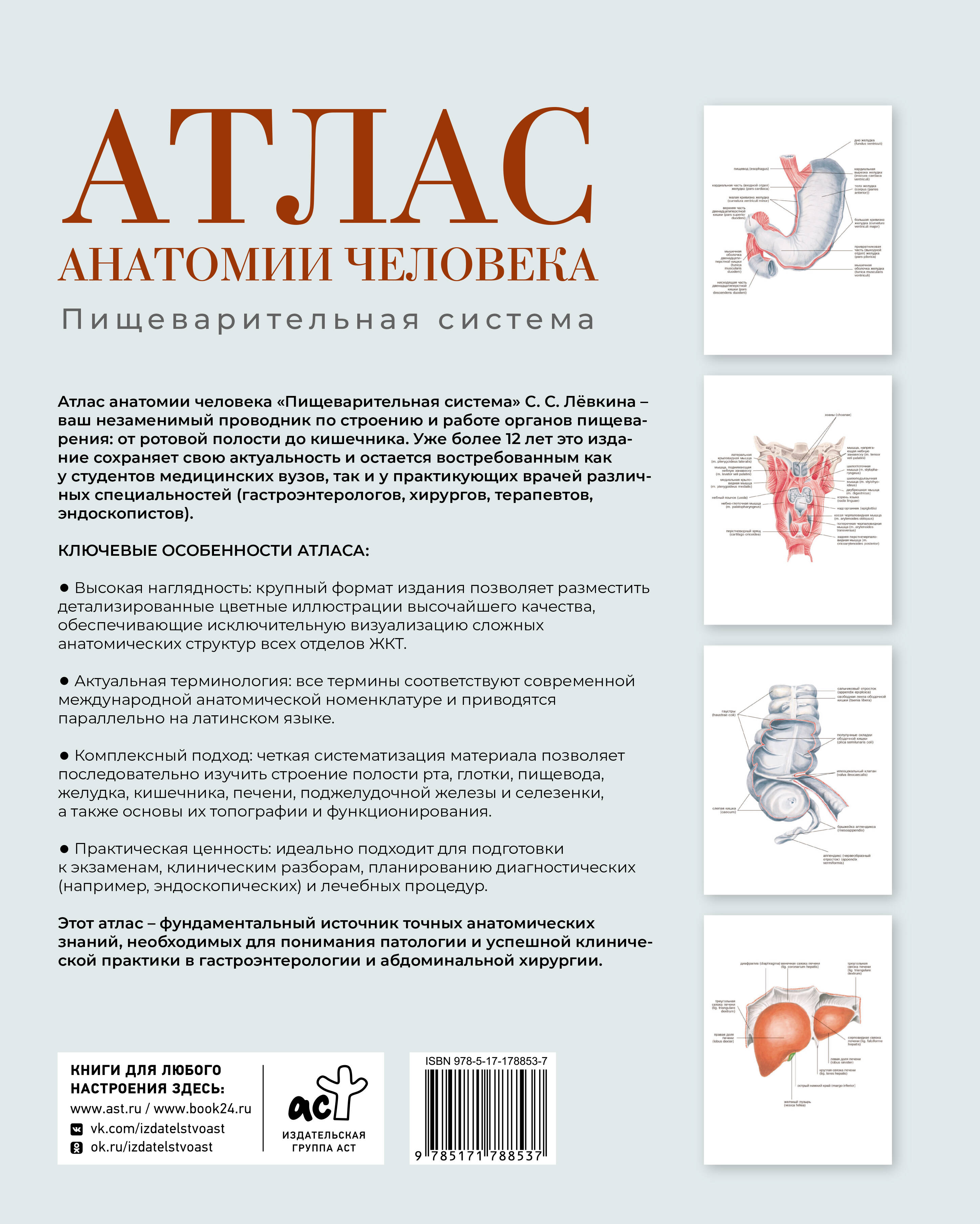 Атлас анатомии человека. Пищеварительная система