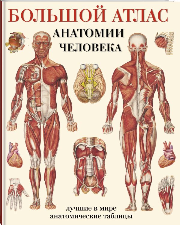 Большой атлас анатомии человека Большой атлас анатомии человека Махиянова Е.Б.