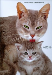 Жизнь кошек Жизнь кошек Бартон Дж.