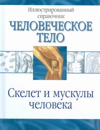 Скелет и мускулы человека Скелет и мускулы человека Венюкова В.Е.