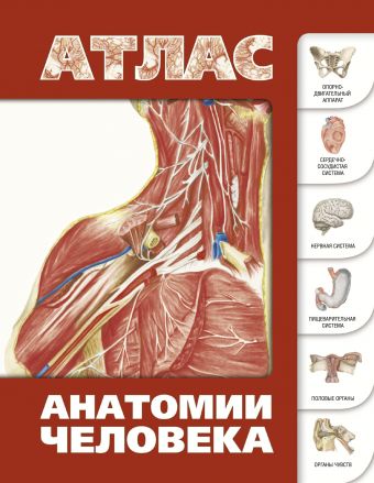 Атлас анатомии человека Атлас анатомии человека Лёвкин С.С.