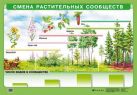 Смена растительных сообществ.(картон) Смена растительных сообществ.(картон)