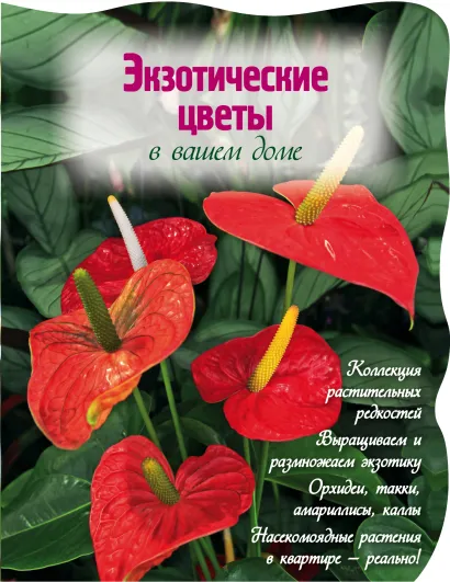 Обложка Экзотические цветы в вашем доме (Вырубка. Цветы в саду и на окне (обложка)) Власова Наталья