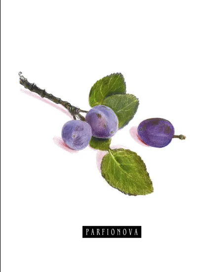 Обложка Блокнот для записей «Сливы» 