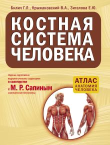 Костная система человека