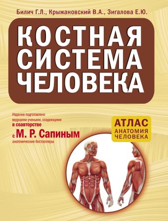 Костная система человека Костная система человека Билич Г.Л., Крыжановский В.А., Зигалова Е.Ю.