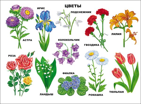 Цветы Цветы