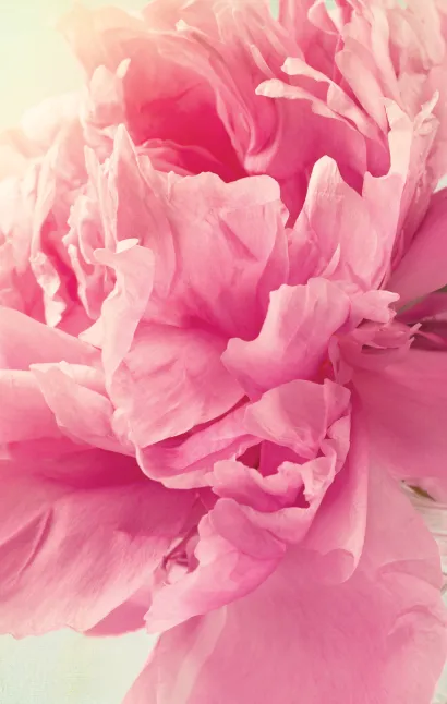 Обложка Блокнот. Пионы на бирюзовом