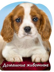 Домашние животные