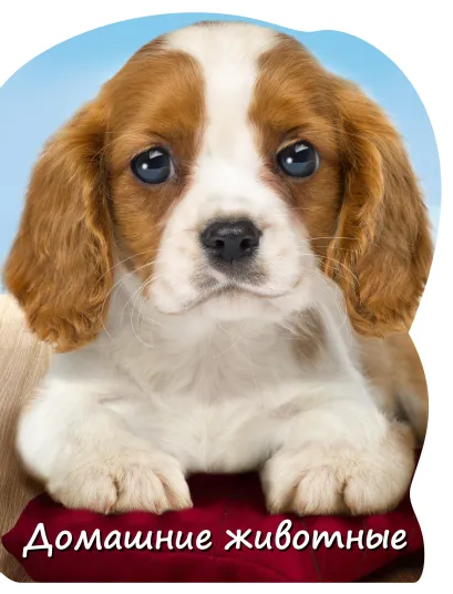 Обложка Домашние животные О.Ч. Мазур