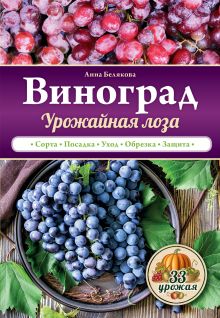 Виноград. Урожайная лоза