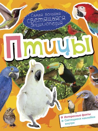 Птицы Птицы
