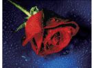 Наборы для вышивания в формате 3D. Прекрасная роза (7003-3D ) Наборы для вышивания в формате 3D. Прекрасная роза (7003-3D )