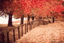 - Живопись на холсте.Размер 40*50 см.. Осенняя пора (534-CG ) обложка книги - Живопись на холсте.Размер 40*50 см.. Осенняя пора (534-CG ) обложка книги