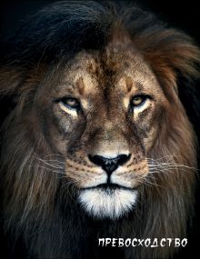 Блокнот настоящего хищника (Лев). А5