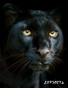 Блокнот настоящего хищника (Пантера). А5