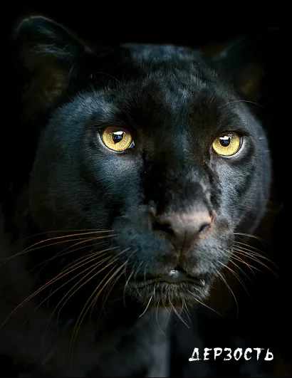 Обложка Блокнот настоящего хищника (Пантера). А5 