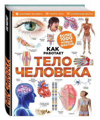 Тело человека Тело человека