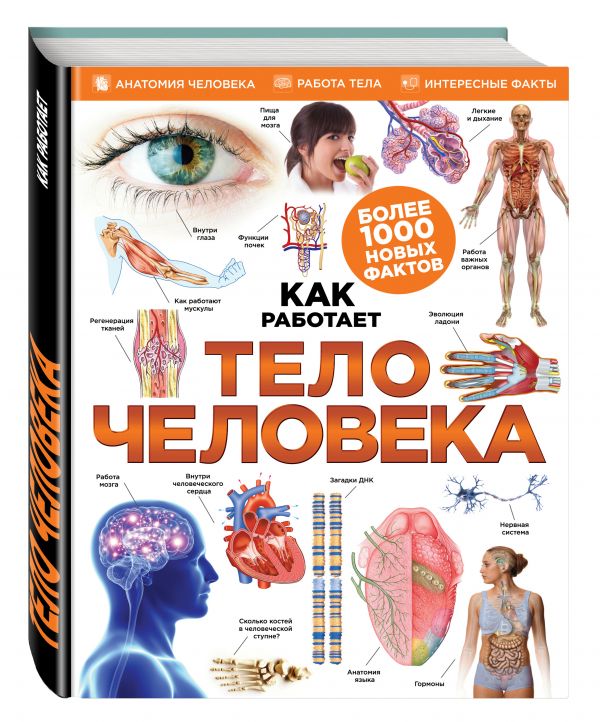 Тело человека Тело человека