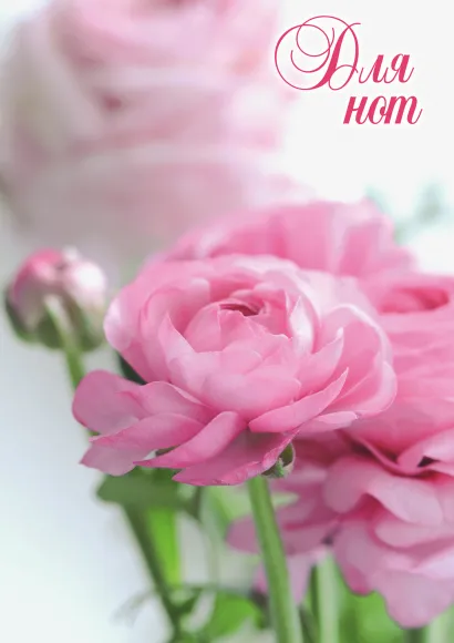 Обложка Нотная тетрадь (большая на клею). Пионы 