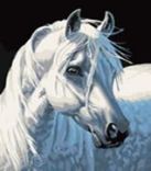 Живопись на холсте 30*40 см. Белая лошадь (230-CE) Живопись на холсте 30*40 см. Белая лошадь (230-CE)