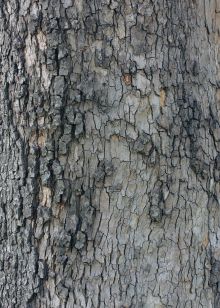 Блокнот для записей Лесной