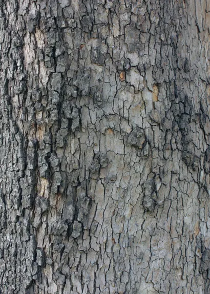 Обложка Блокнот для записей Лесной 