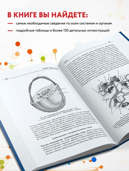 Атлас. Анатомия и физиология человека: полное практическое пособие. 2-е издание, дополненное