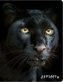 Дерзость (Пантера)