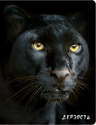 Обложка Дерзость (Пантера) 