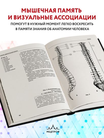 Анатомия человека: компактный атлас-раскраска