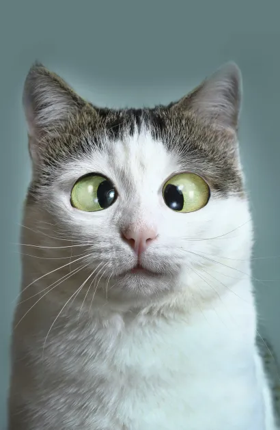 Обложка Кот-трудоголик (А5) 