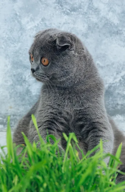 Обложка Shocked Cat (А5) 