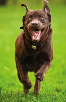 Счастливый лабрадор (А5)