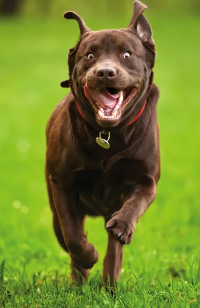 Обложка Счастливый лабрадор (А5) 