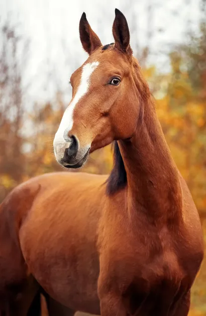 Обложка Удивленная лошадь (А5)