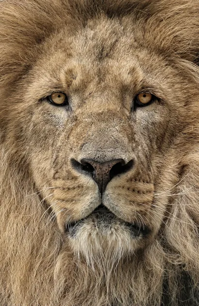 Обложка Лев (А5) 