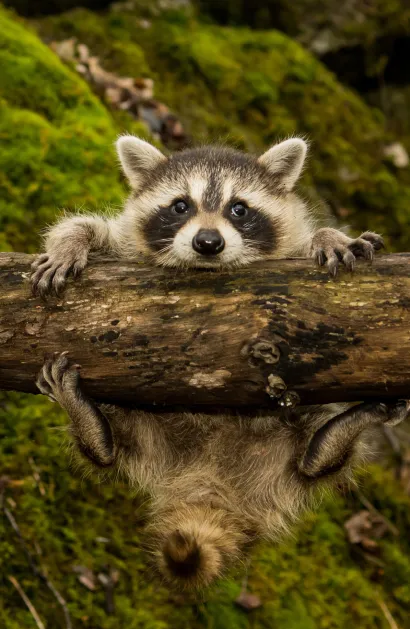 Обложка Енот (А5) 