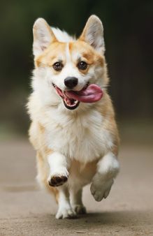 Улыбчивый корги (А5)