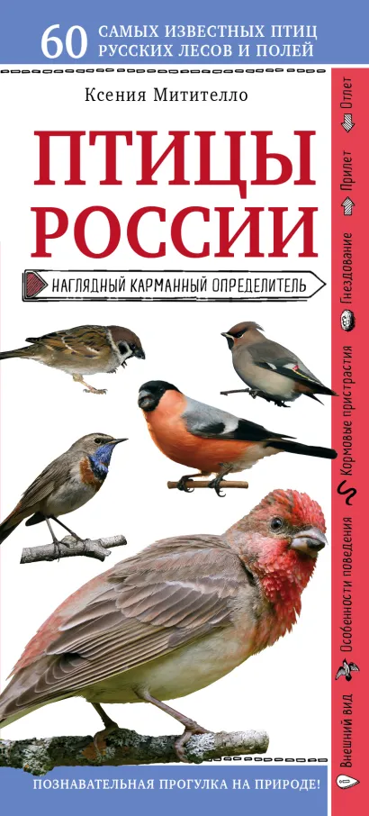 Обложка Птицы России. Наглядный карманный определитель (для ПР) Ксения Митителло