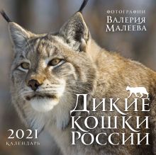 Дикие кошки России. Фотографии Валерия Малеева. Календарь настенный на 2021 год (300х300 мм)