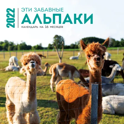 Обложка Эти забавные альпаки. Календарь настенный на 16 месяцев на 2022 год (300х300 мм) 