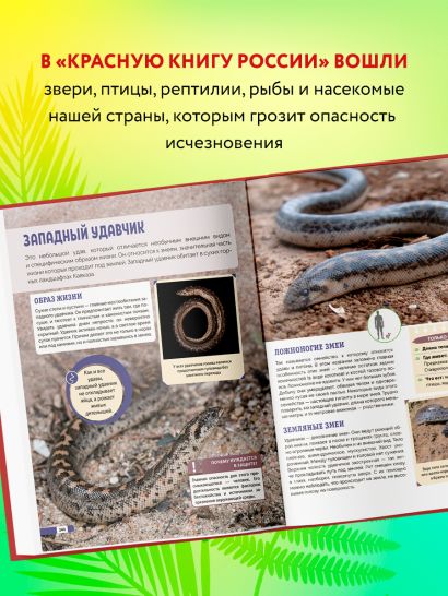 Красная книга России. Млекопитающие, птицы, рептилии, амфибии, рыбы, насекомые