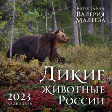 Дикие животные России. Авторские фотографии Валерия Малеева. Календарь настенный на 2023 год (300х300 мм)