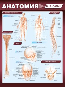 Обложка Анатомия. Самая компактная анатомическая таблица Михаил Сапин