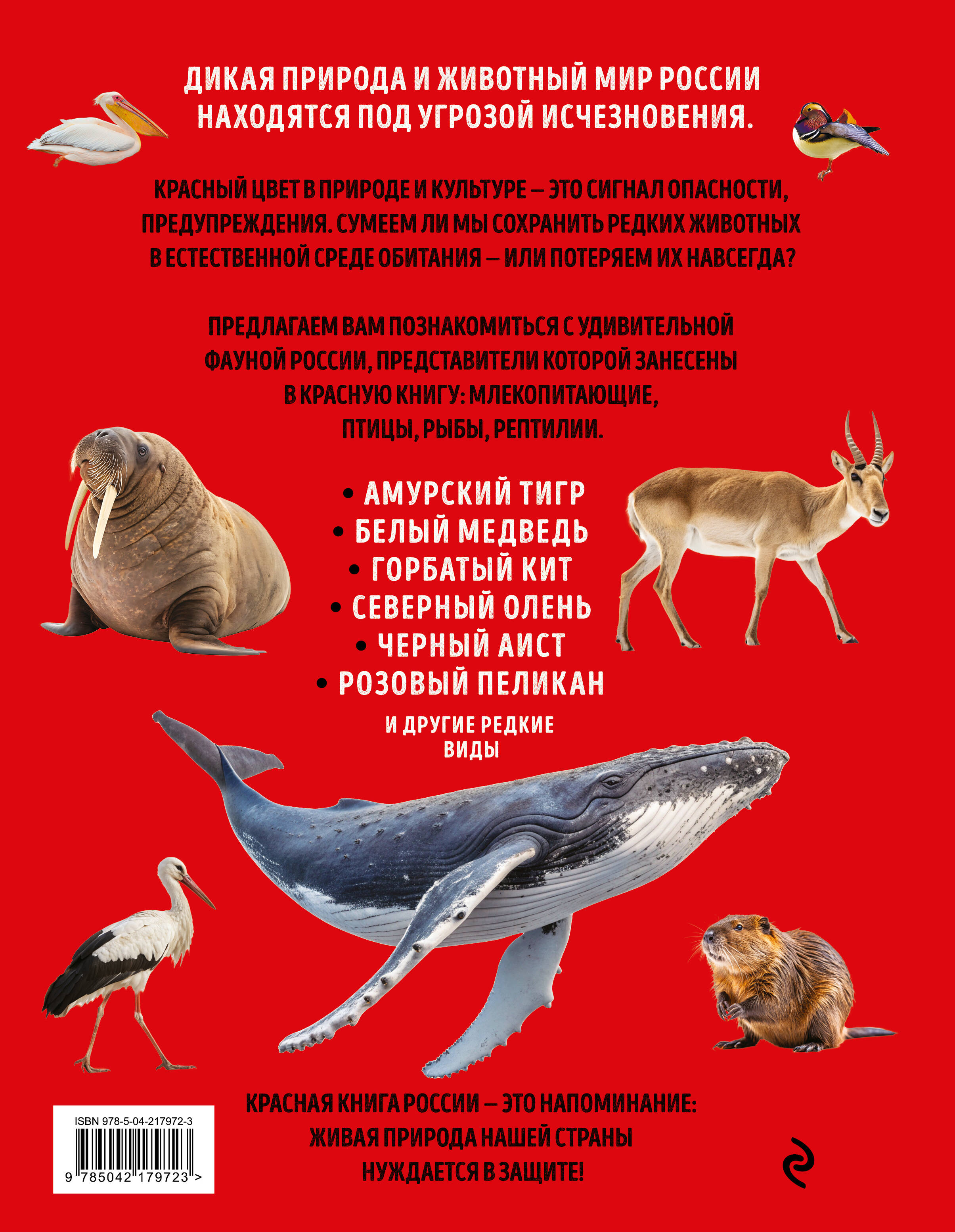 Красная книга России. Большой формат. Более 500 уникальных иллюстраций и фактов (новое издание) (основной)